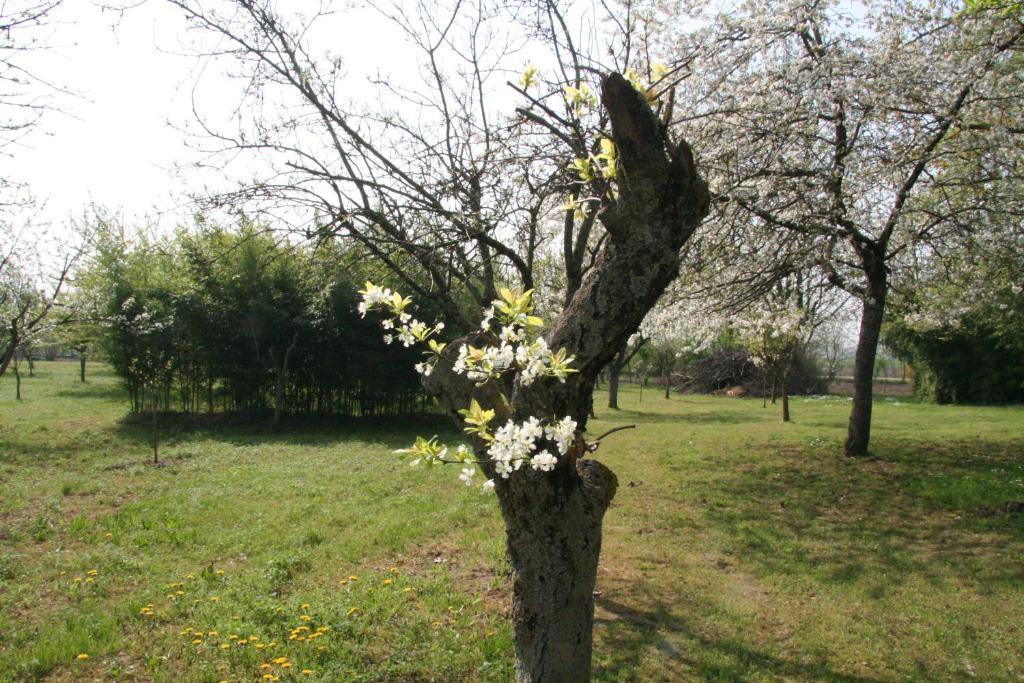 Agriturismo Corte San Girolamo มานโตวา ภายนอก รูปภาพ